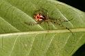 Theridion_pyramidale_D5254_Z_88_Alexandra hills Brisbane_Australie